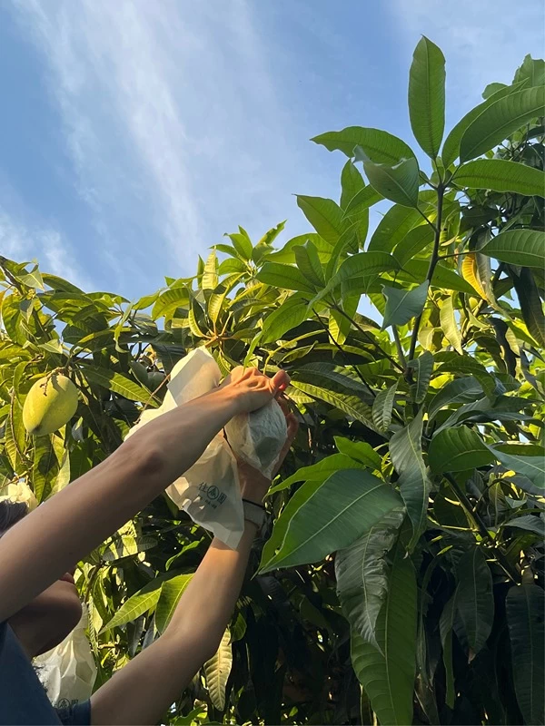 20260707  Fruit 3